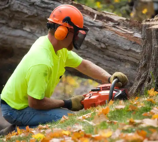 tree services Philadelphia